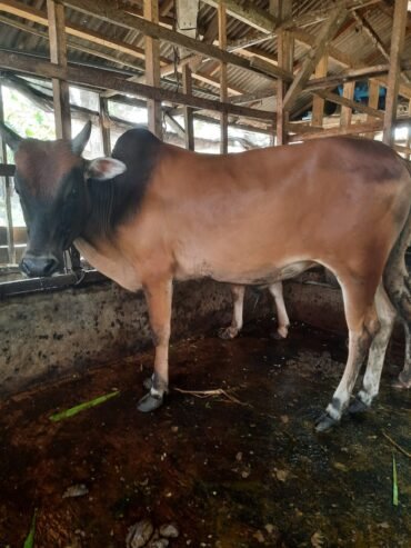 Jual Sapi Kurban Medan