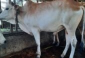 Jual Sapi Kurban Medan