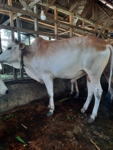 Jual Sapi Kurban Medan